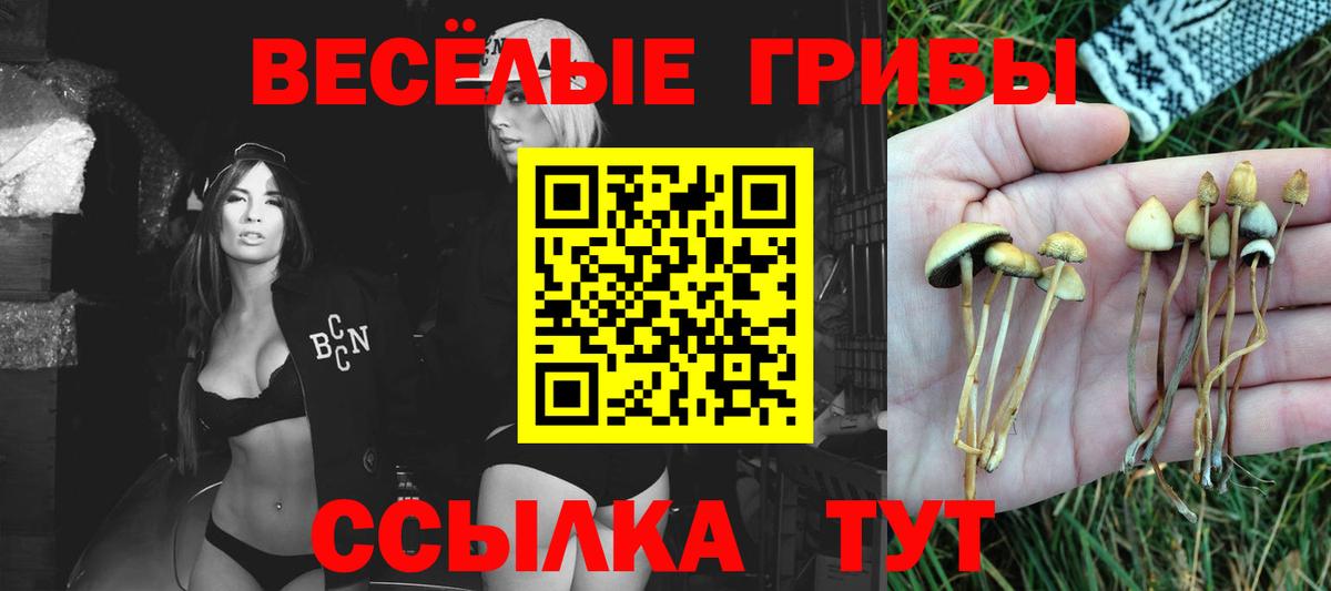 Михайловка  Псилоцибиновые грибы Psilocybe  Вход с VPN 